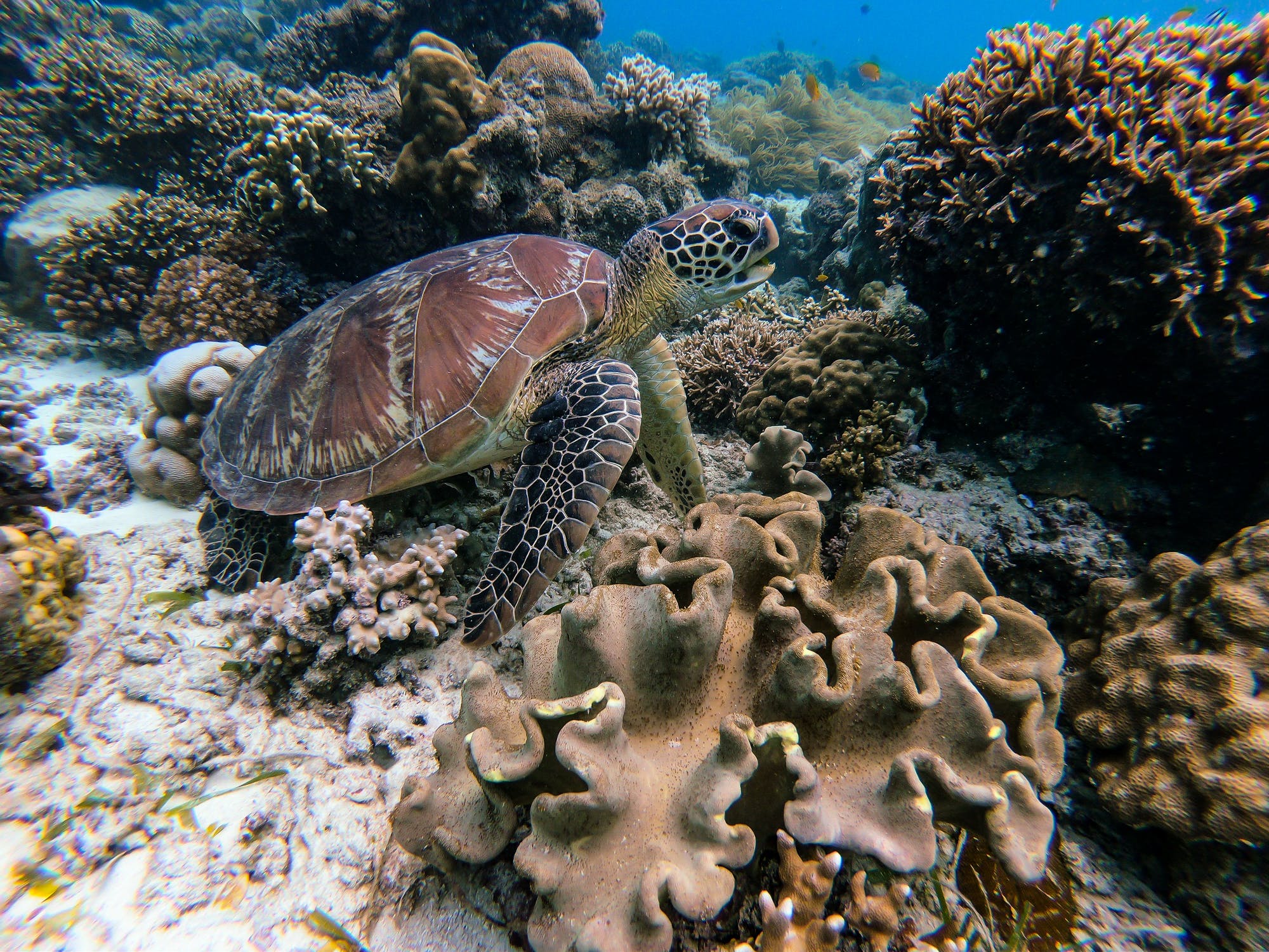 海洋生物